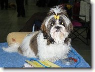 Beltine od �umavsk� br�ny