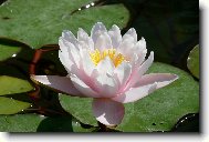 Ve�ern� r��e na vod�