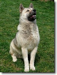 Archi je u� ml�denec