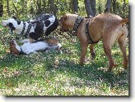 j� a moji kamar�di