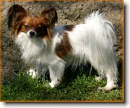 papillonci z T��na