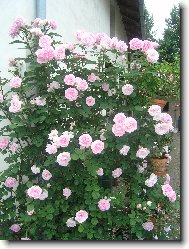 R��e stol�stka