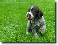 �t�n� �esk�ho fouska