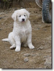 Andy od �ertova kop�tka