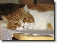 zasn�n� Kub��ek