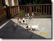 Jack russel teri�r