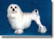 Noblesa Aura lv��ci