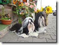 Kyti�ky mezi kytkama