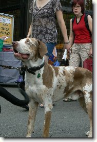 v�stava ps� na brn�nsk�m v�stavi�ti 29.6. 2008