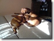 Paddy z D���na s Eimy