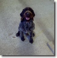 Alma z Lov�ick�ch taras�