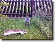 Sam (Cak z Chladn� str�n�)