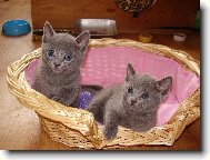 Leonardo a Leont�nka