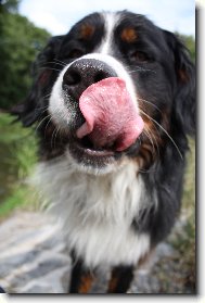 m�j malinkej Mazlik