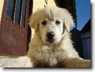 slovensk� �uva�