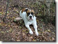 ...z podzimn� proch�zky...