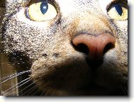 m�j kamar�d Pep�no