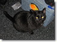 Shadow - p�ist�hovalec z USA  :-)