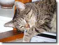 Kocourek Pep�k po o.