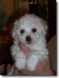 nov� p��r�stek