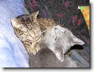 kocou�i hodn� dom�c�