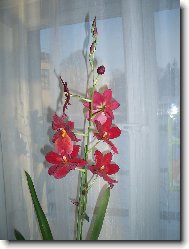 radost p�i ka�d�m pohledu i p�ivo�en�