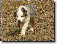 australsk� tyg��k