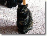 Moje ���a S�ra