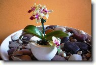 mali�k� phalaenopsis