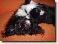 Moc r�d se v�l�m na gau�i.... jeeee