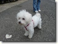 sle�na Megi na proch�zce