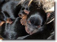 York��rsk� terier