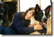 Karelsk� medv�d� pes