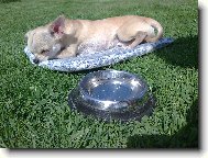 Luc�k na zahrad�