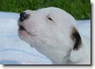 �t���tko na�� Leont�nky