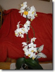 na�e b�l� krasavice