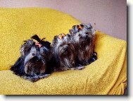 v�echny moje holky