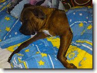 Gorb�k to zkusil v posteli