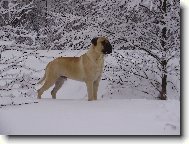 Gordon Nad�je ze Zvole