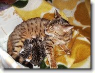 Beng�lsk� ko��tka