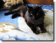 B�ra odpo��v�