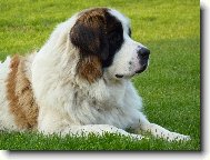 Carevna Anastazie Z rodu Romanovc�