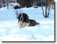 Moskevsk� str�n� pes