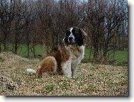 Moskevsk� str�n� pes