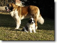 Moskevsk� str�n� pes