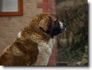 Moskevsk� str�n� pes