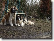 Moskevsk� str�n� pes