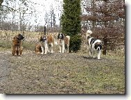 Moskevsk� str�n� pes