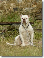 Vee Eight"s Hemi"Cuda