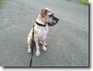 prost� mil��ek